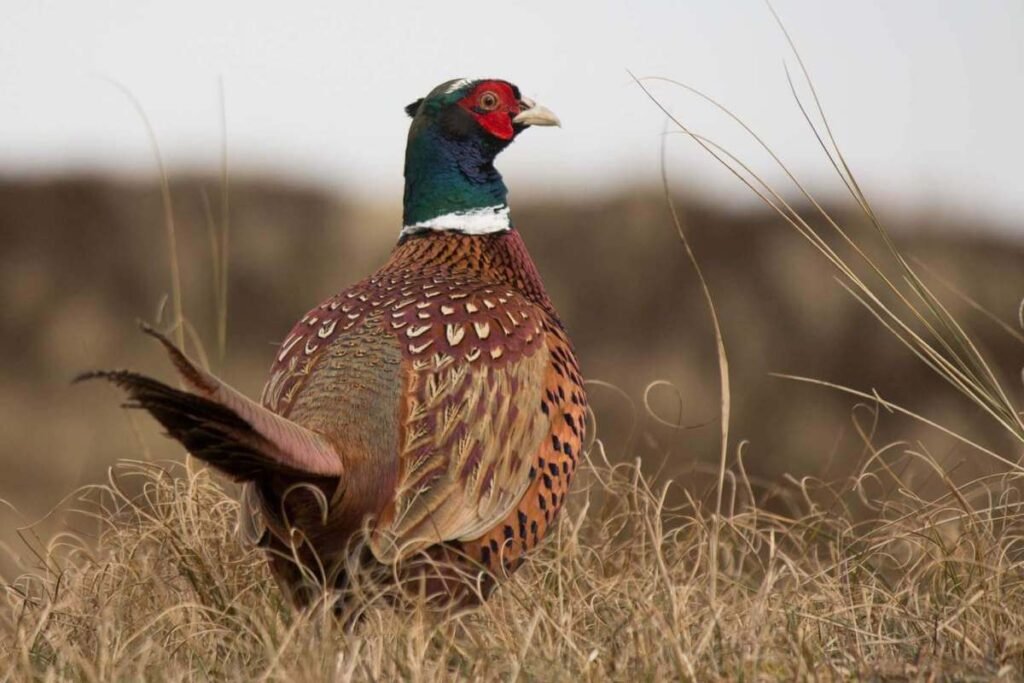 what should you eat with pheasant